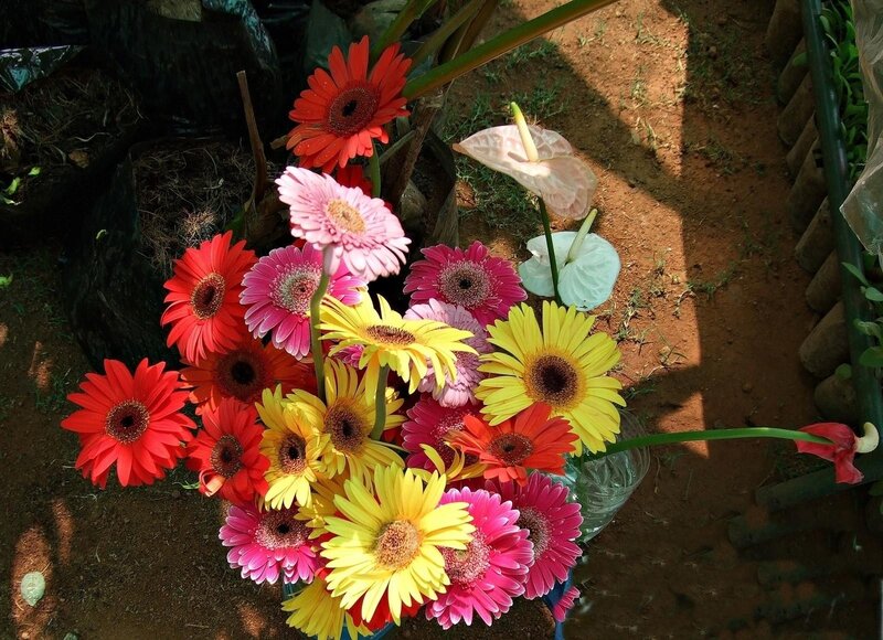 Colorful bouquet of gerbera daisies