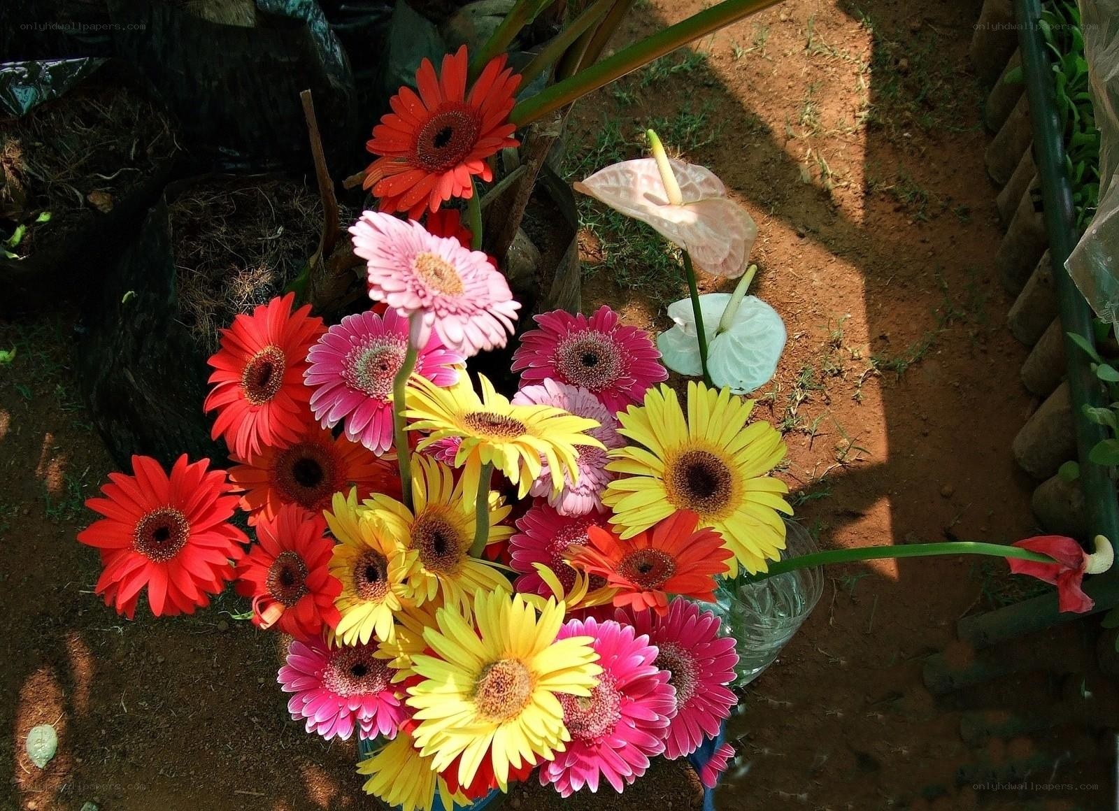 Colorful bouquet of gerbera daisies