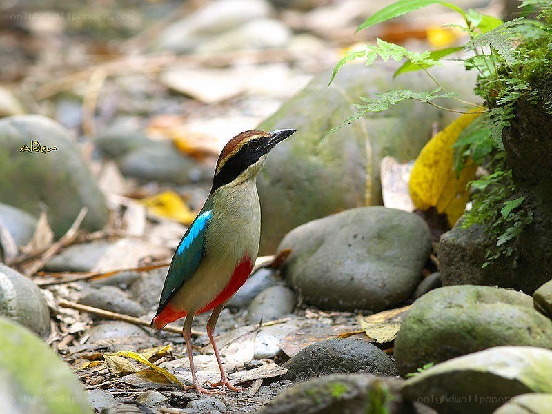 colorful bowerbird on forest floor