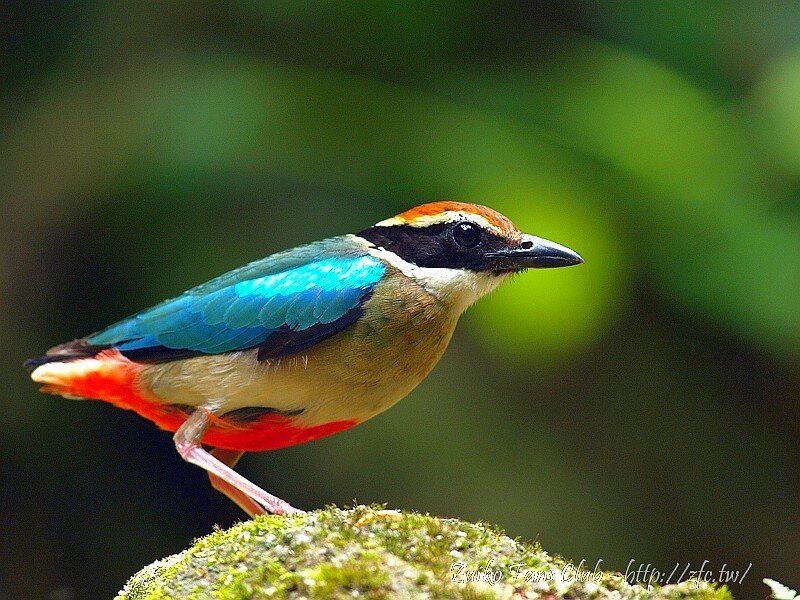 colorful bowerbird on moss