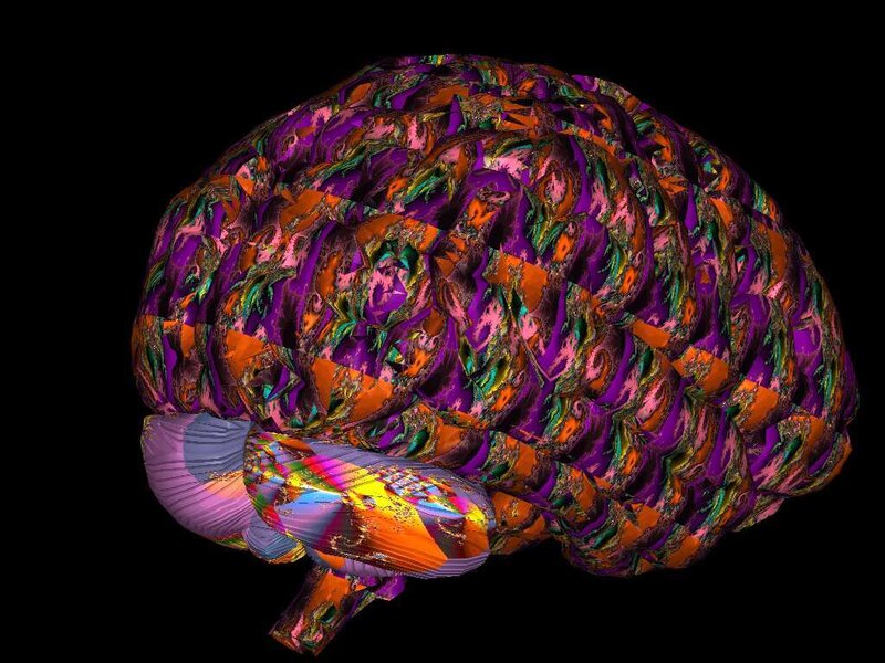 Colorful brain model