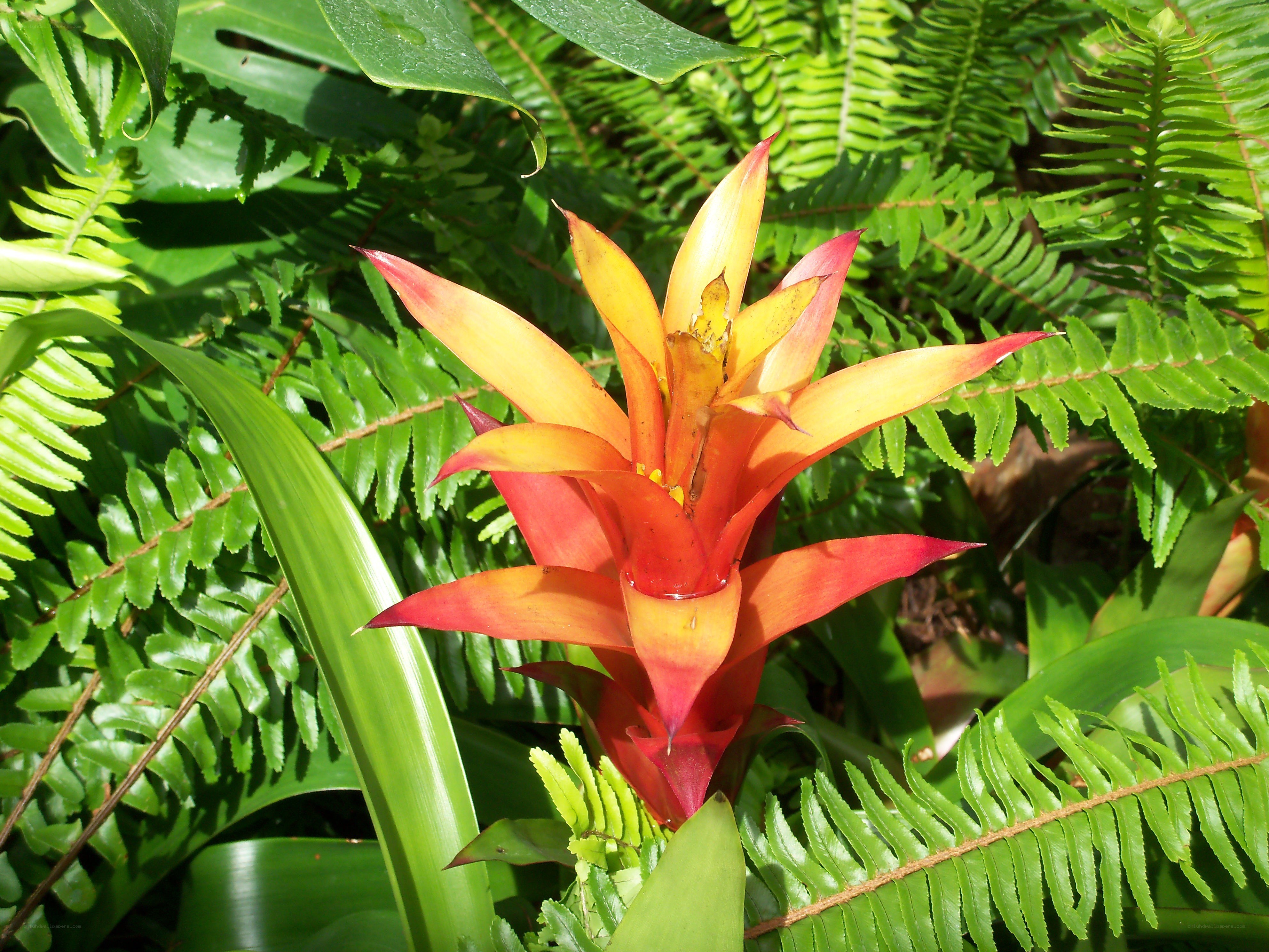 Colorful bromeliad flower
