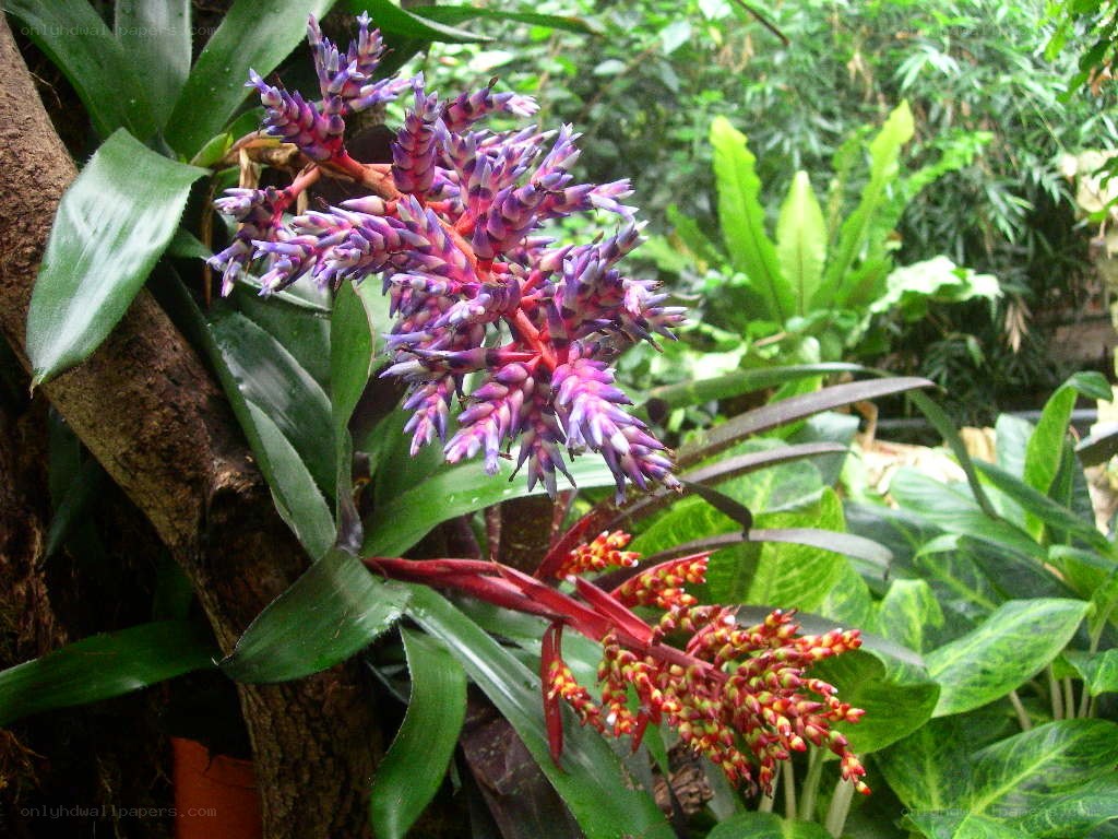 Colorful bromeliad flowers