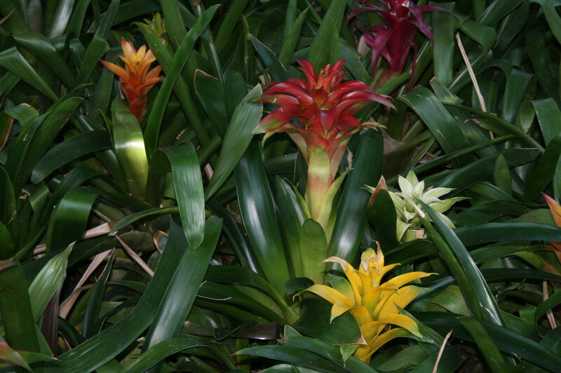 Colorful Bromeliad Plants — Green, Natural