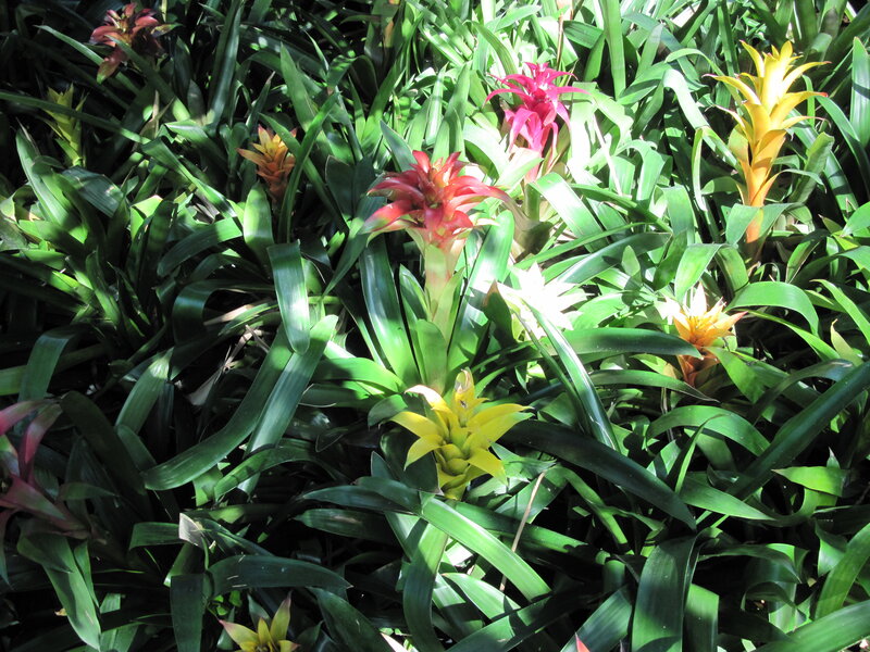 Colorful Bromeliad Plants — Green