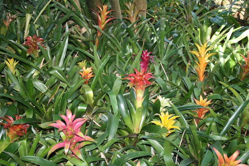 Colorful Bromeliad Plants