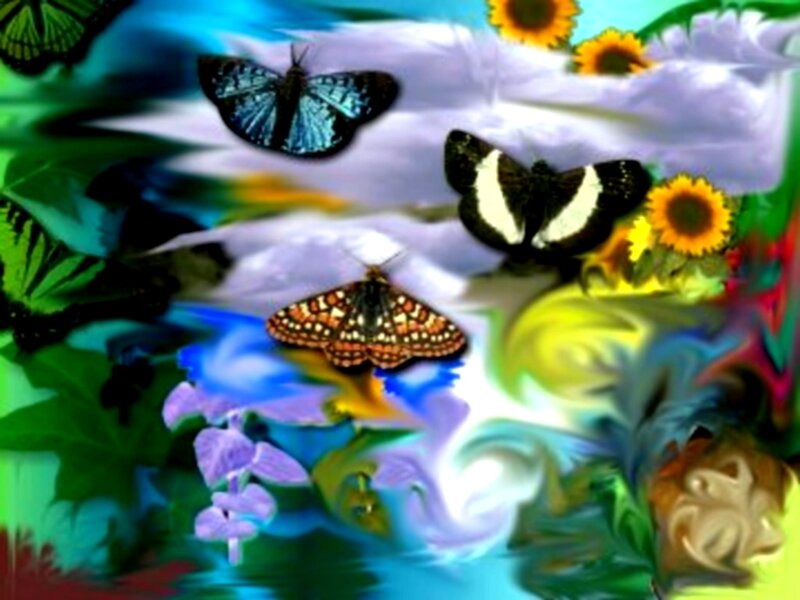 Colorful butterflies and flowers