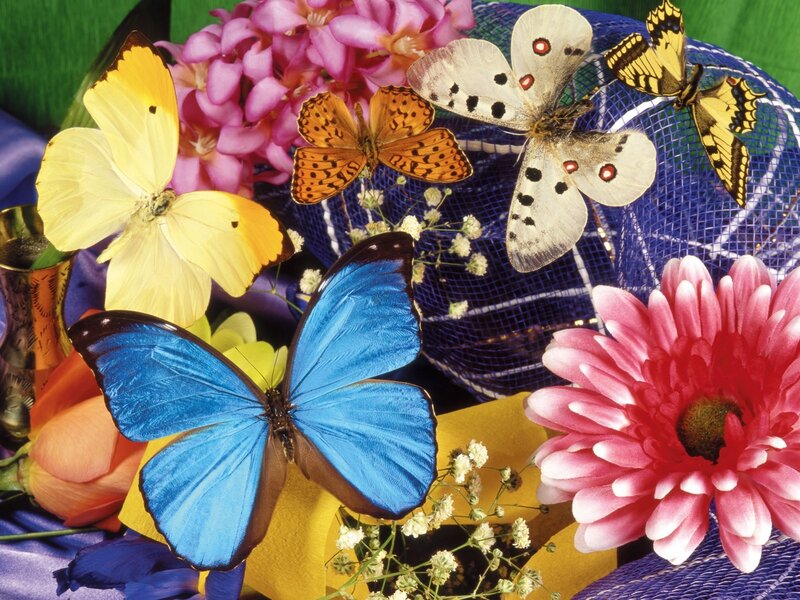 Colorful butterflies and flowers