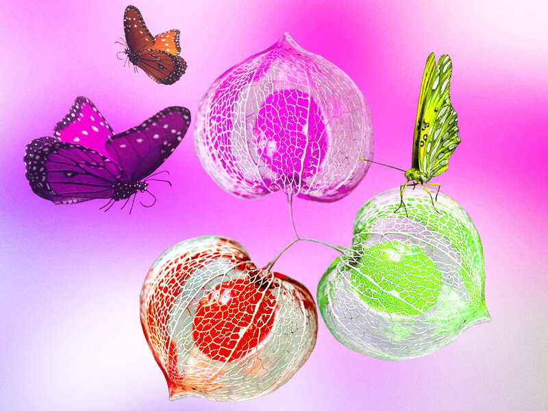 Colorful Butterflies and Lanterns