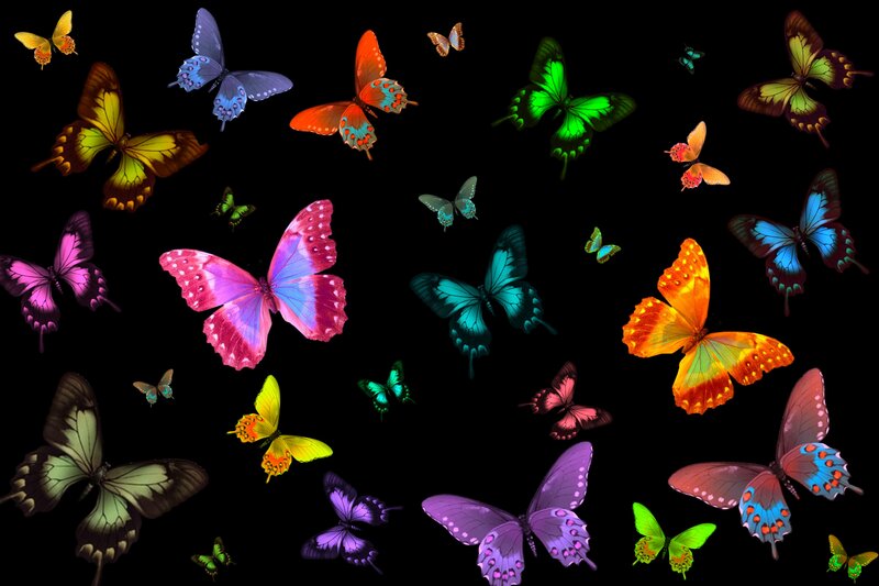 Colorful Butterflies — Black, Vibrant