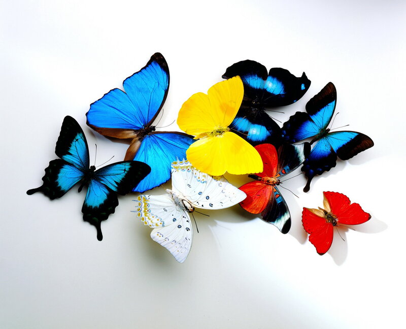 Colorful Butterflies — Blue, Calm, Photograph