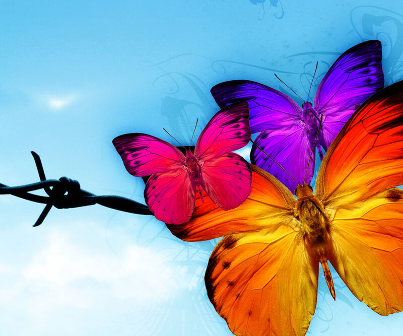 Colorful Butterflies — Blue, Serene, Afternoon