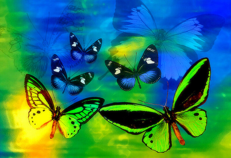Colorful Butterflies — Blue, Vibrant, Digital Art, Background