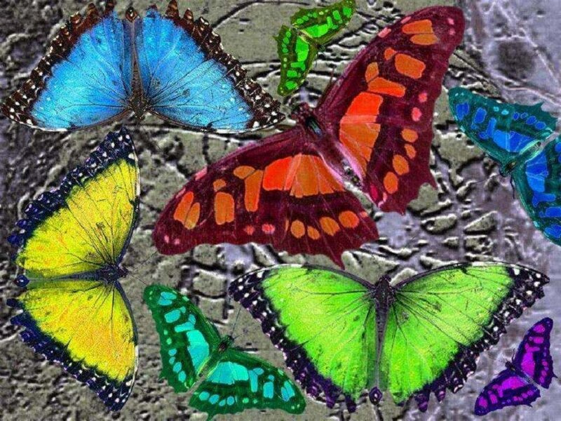 Colorful Butterflies — Blue, Vibrant, Digital Art, Stone Surface