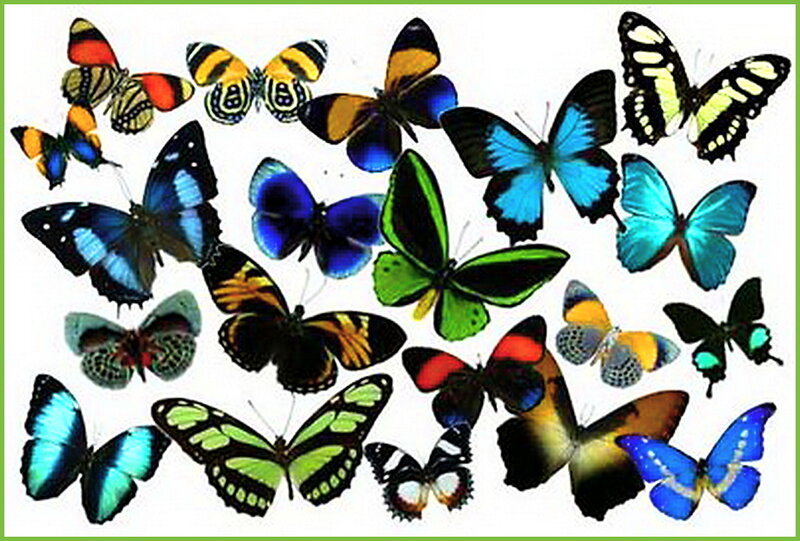 Colorful Butterflies — Blue, Vibrant, Illustration
