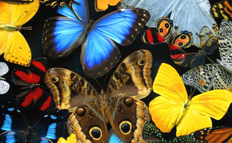 Colorful Butterflies — Blue, Vibrant, Photograph