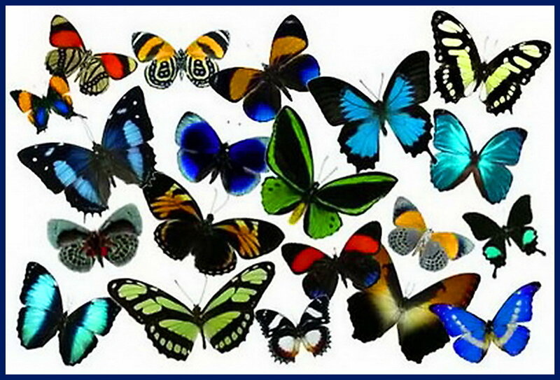 Colorful Butterflies — Blue, Vibrant