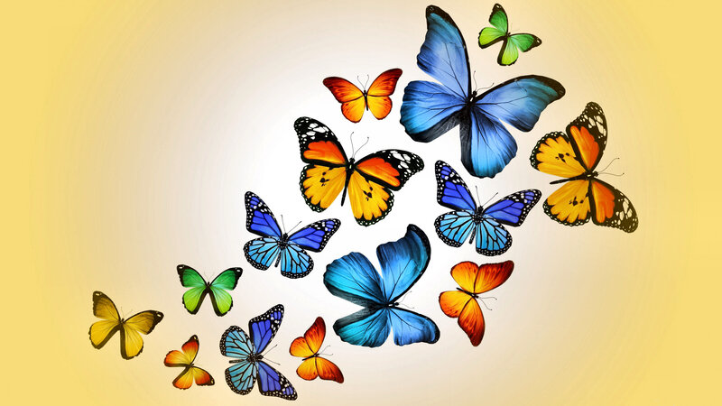 Colorful Butterflies Flying — Blue, Calm
