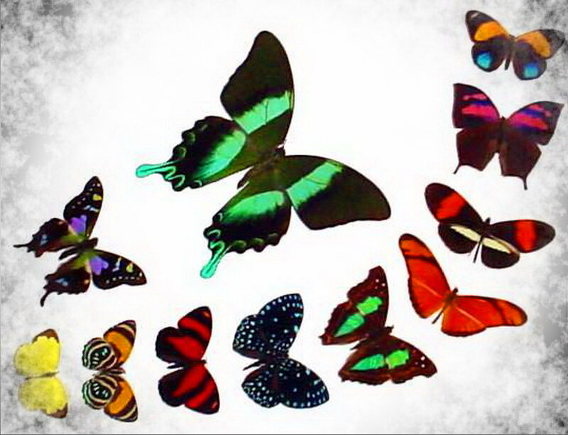 Colorful Butterflies — Green, Calm