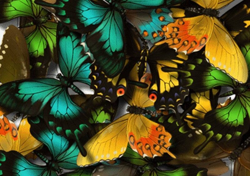 colorful butterflies in a cluster