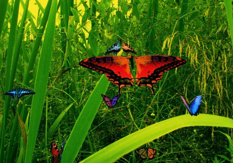 Colorful butterflies in a meadow