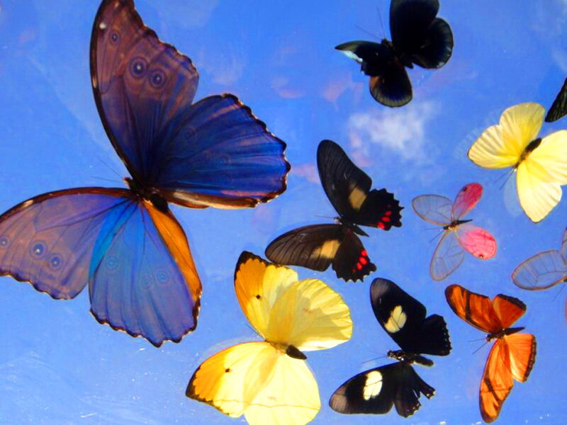 Colorful Butterflies in Flight — Blue, Serene