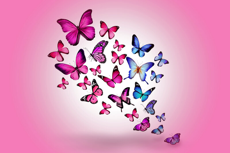Colorful butterflies in flight