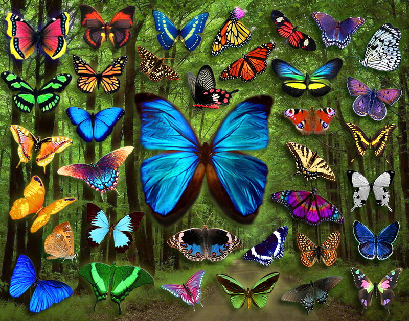 Colorful Butterflies in Forest