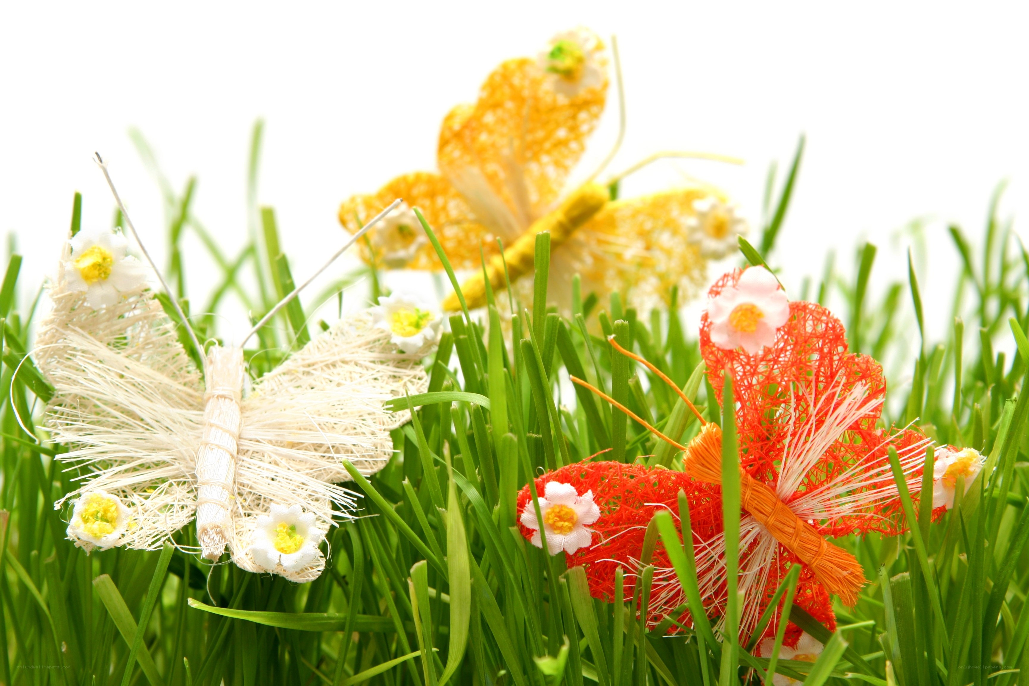 Colorful butterflies in grass