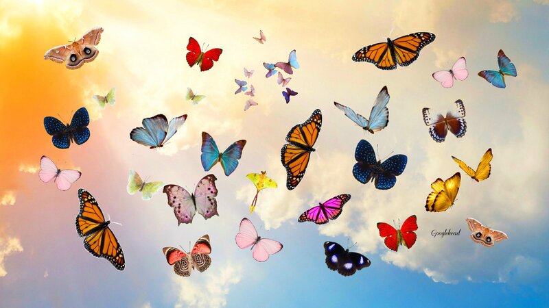 Colorful Butterflies in Sky — Blue