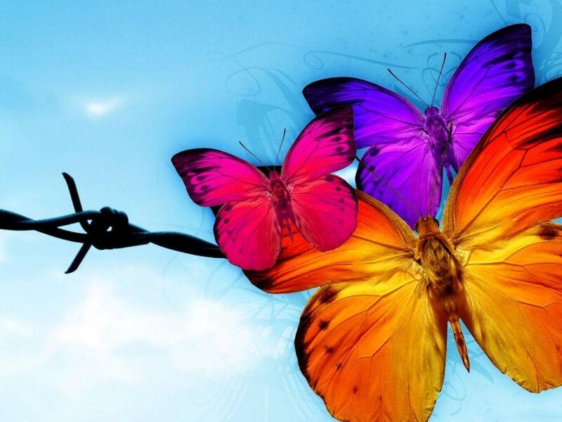 Colorful butterflies near barbed wire