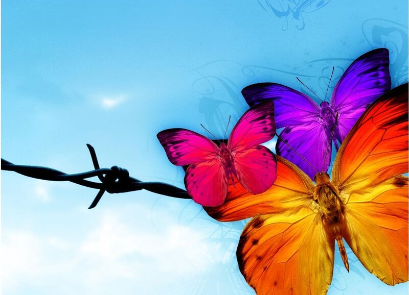 colorful butterflies on barbed wire