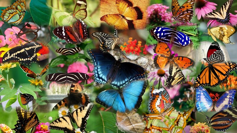 Colorful Butterflies on Flowers — Blue