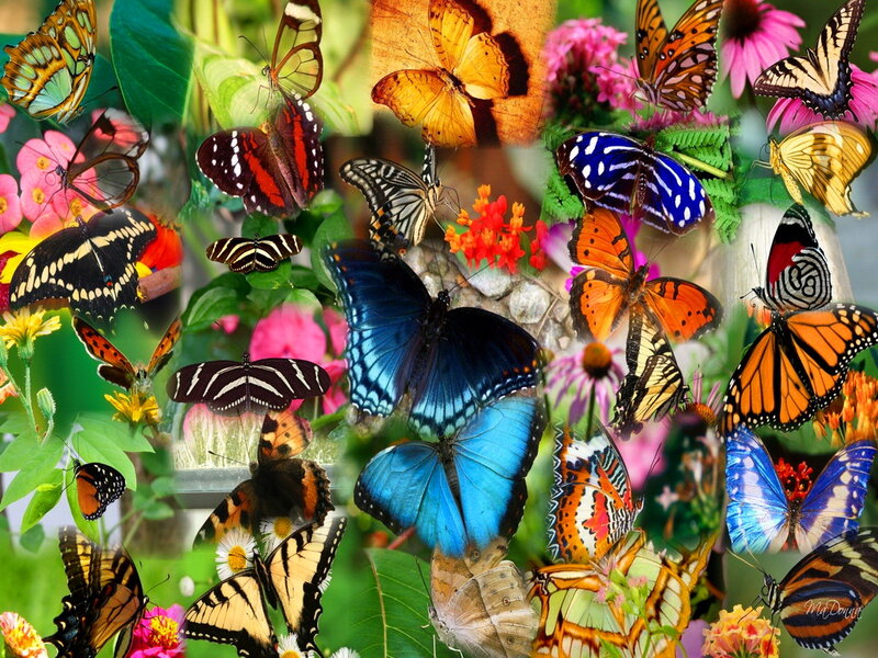 Colorful Butterflies on Flowers — Blue, Vibrant