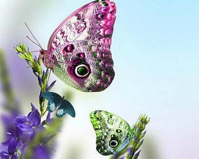 Colorful Butterflies on Flowers — Purple