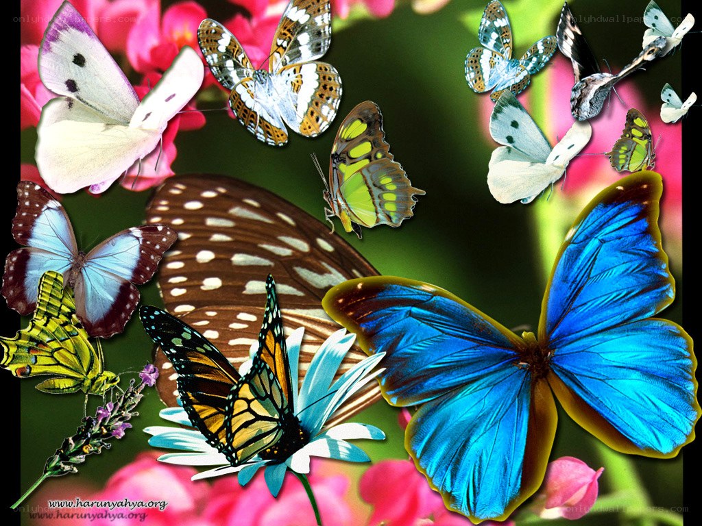 Colorful butterflies on flowers