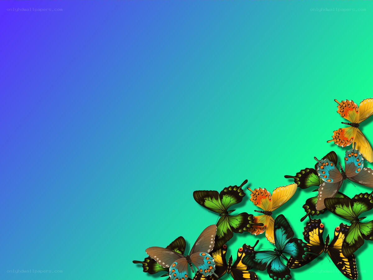 Colorful butterflies on gradient background
