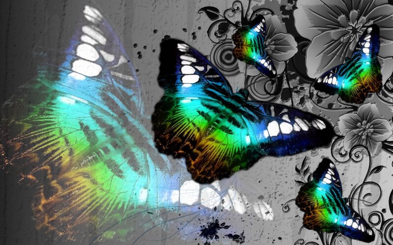 colorful butterflies on gray background