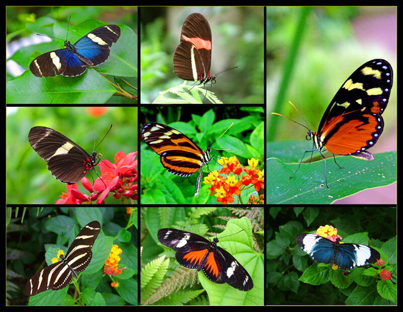 Colorful Butterflies on Leaves