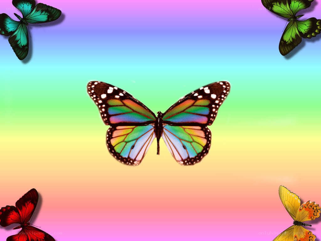 colorful butterflies on rainbow