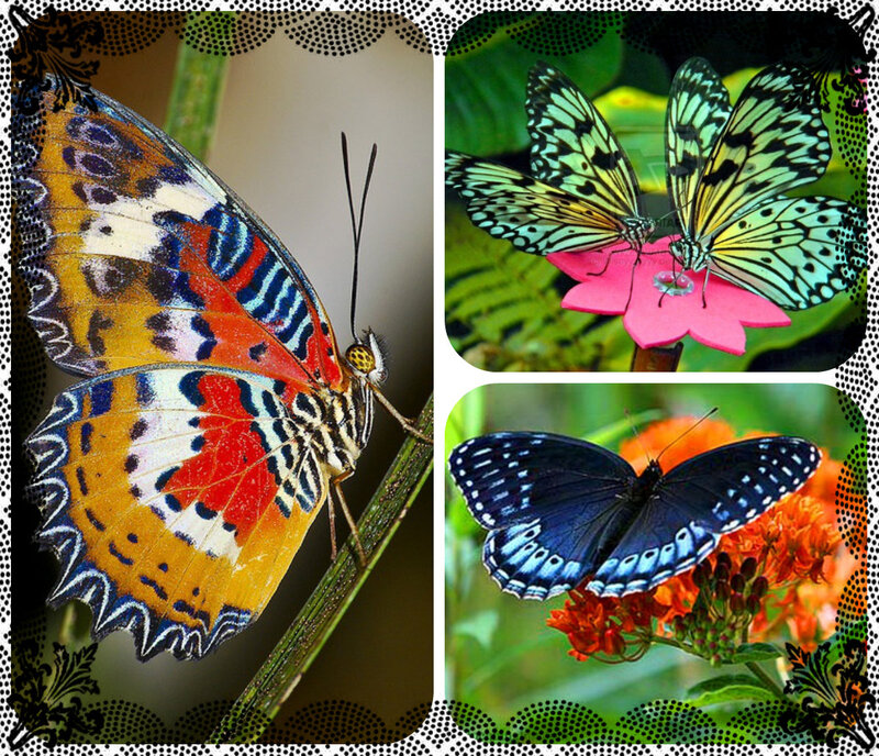 Colorful Butterflies — Orange
