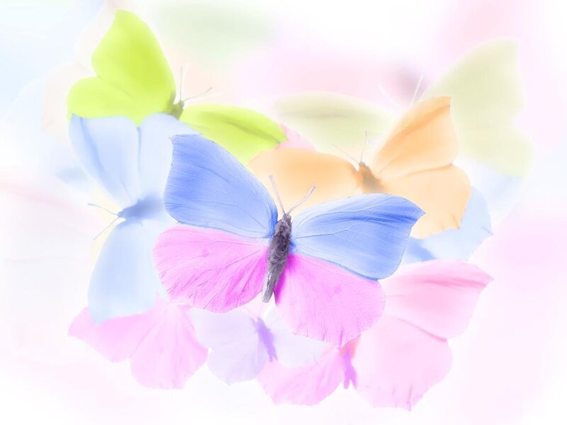 Colorful Butterflies — Pink