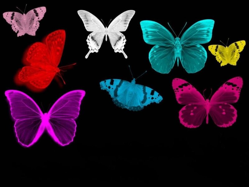 Colorful Butterflies — Purple