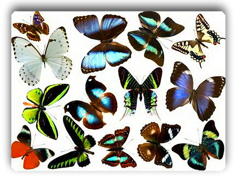 Colorful Butterflies — White