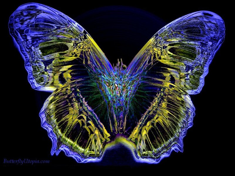 Colorful butterfly artwork