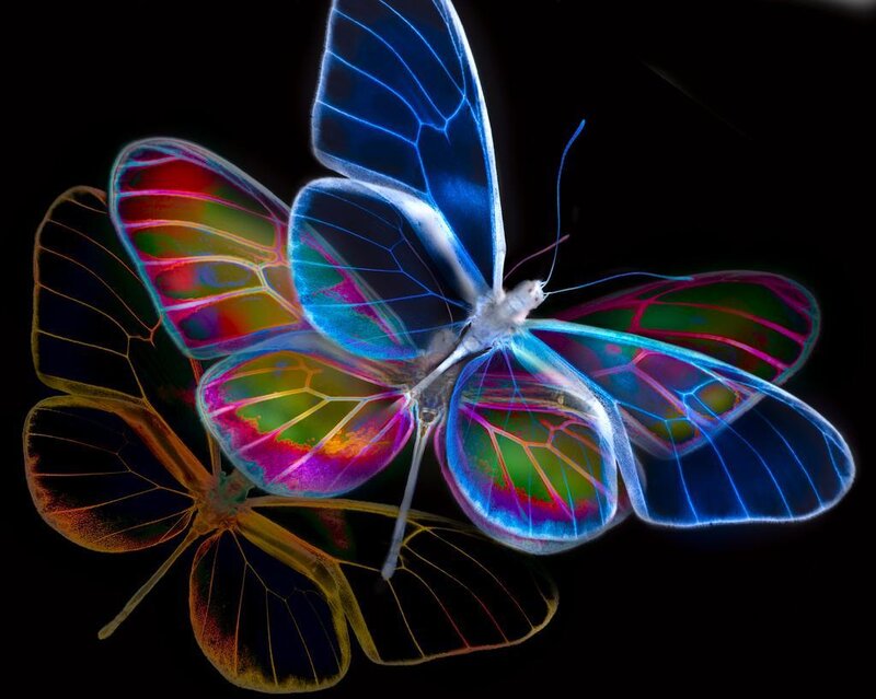 Colorful Butterfly — Blue, Dramatic, Digital Art