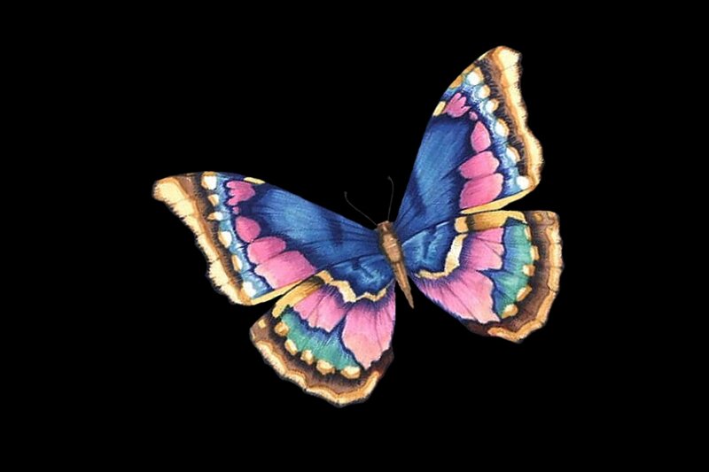 Colorful Butterfly — Blue, Dramatic, Illustration