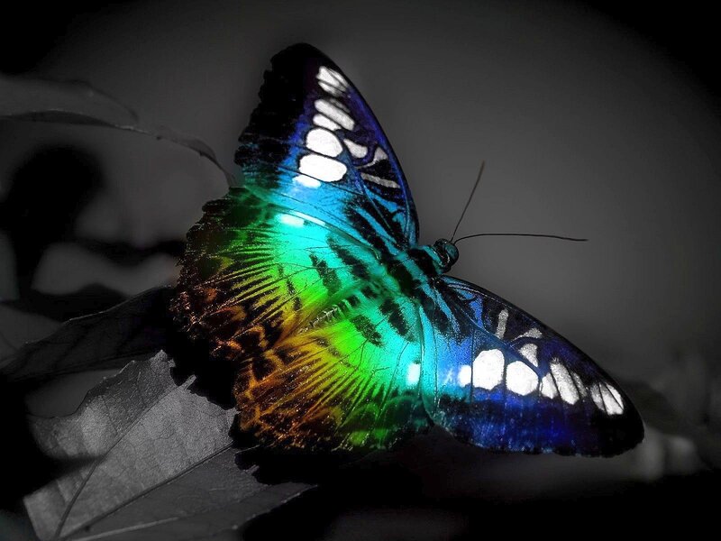 Colorful Butterfly — Blue, Dramatic