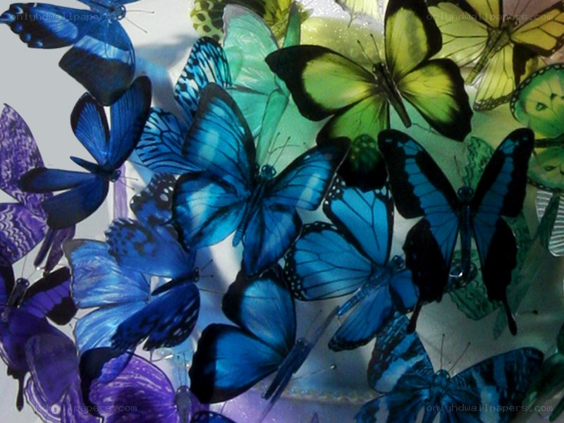 Colorful butterfly collection