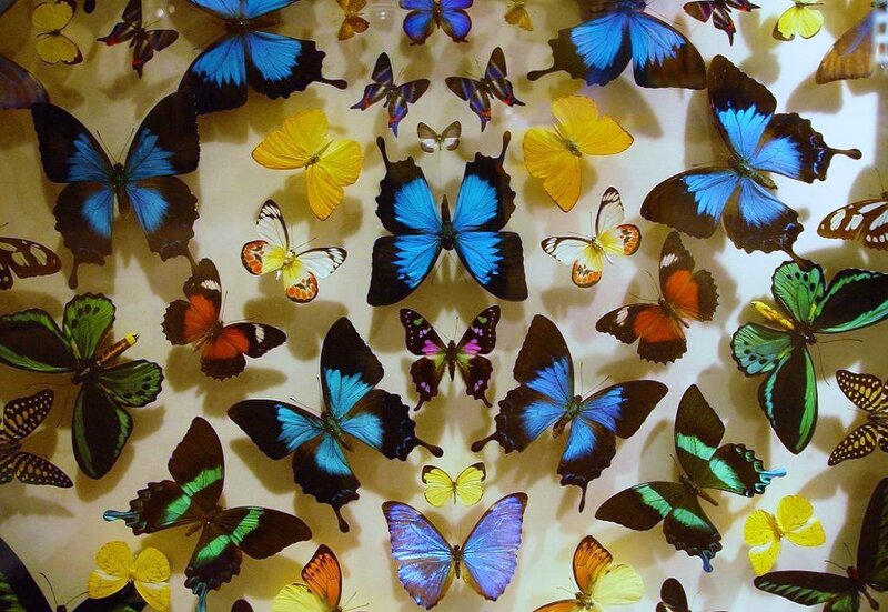 Colorful butterfly collection